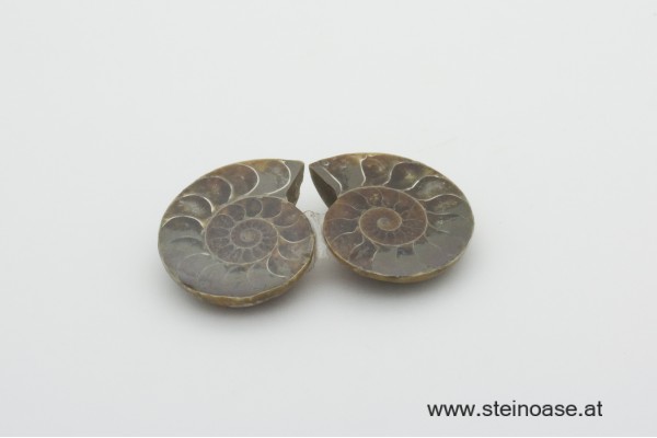 Ammoniten Paar 25-30mm